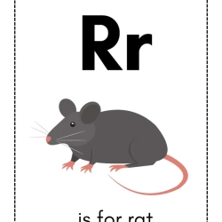 Alphabet Flash Card For 5th Grade Worksheet