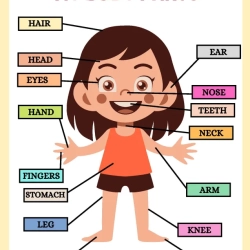 Human Anatomy Bussy Book Download Worksheet