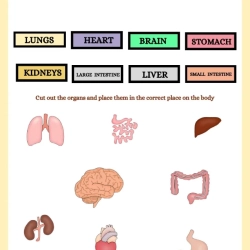Human Anatomy Bussy Book Easy Worksheet