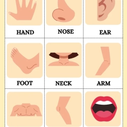 Human Anatomy Bussy Book For 1st Grade Worksheet