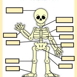 Human Anatomy Bussy Book For 2nd Grade Worksheet
