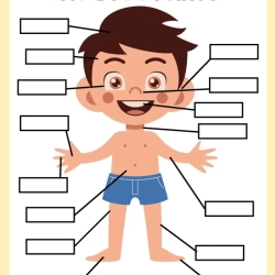 Human Anatomy Bussy Book For Free Worksheet