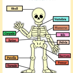 Human Anatomy Bussy Book For Grade 1 Worksheet
