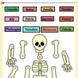 Human Anatomy Bussy Book For Grade 2 Worksheet