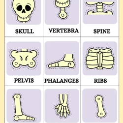 Human Anatomy Bussy Book For Grade 3 Worksheet
