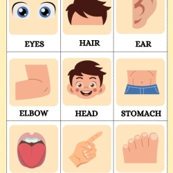 Human Anatomy Bussy Book For Kids Worksheet