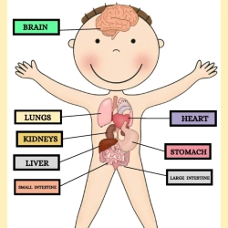 Human Anatomy Bussy Book For Toddlers Worksheet