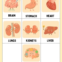 Human Anatomy Bussy Book Preschool Worksheet