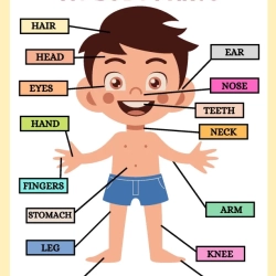 Human Anatomy Bussy Book Printable Worksheet