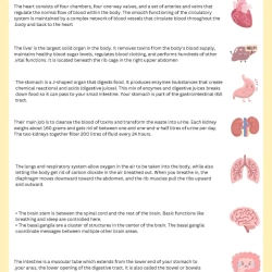 Human Anatomy Bussy Book Worksheet Free